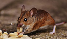 24 Hour & Emergency Exterminators in Macedonia, IA